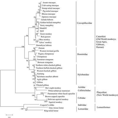 Systematic analysis reveals novel insight into the molecular determinants of function, diversity and evolution of sweet taste receptors T1R2/T1R3 in primates
